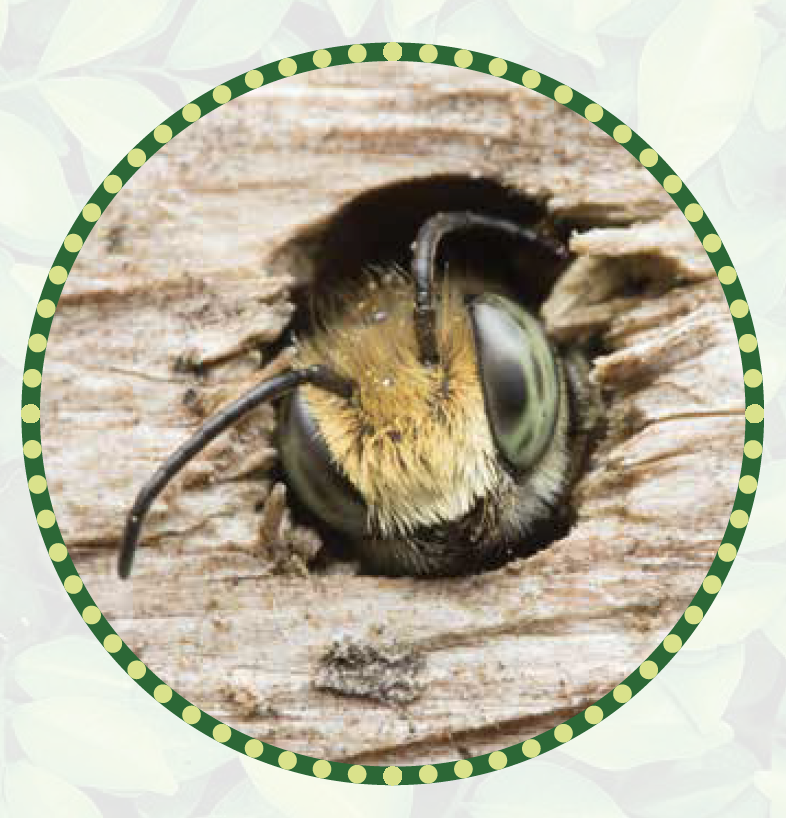 A Leaf Cutter Bee in wood